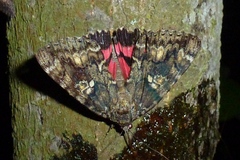 Catocala sponsa
