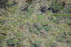 Spirodela polyrhiza
