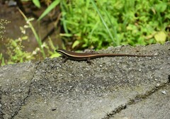 Eutropis carinata