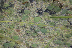 Spirodela polyrhiza