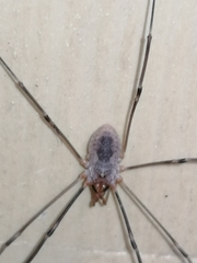 Phalangium opilio