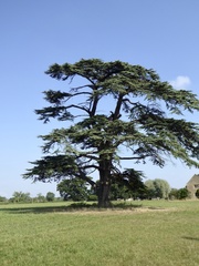 Cedrus atlantica
