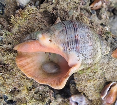 Stramonita haemastoma