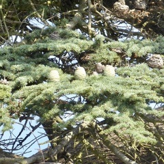 Cedrus atlantica