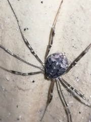 Opilio