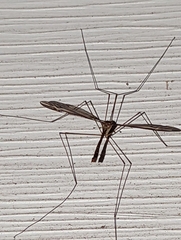 Tipula furca