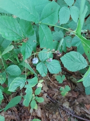 Rubus caesius