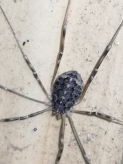 Opilio