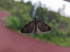 Hydriomena furcata
