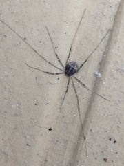 Opilio