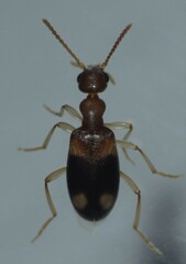 Anthicidae