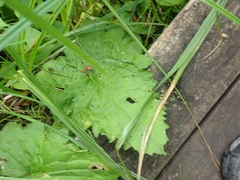 Petasites frigidus