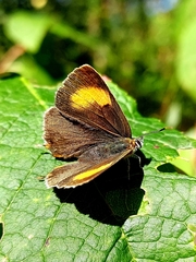 Thecla betulae