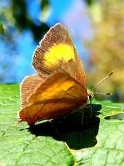 Thecla betulae
