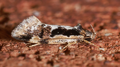 Machetis diamochla