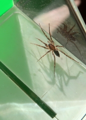 Liocranum rupicola