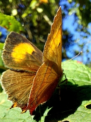Thecla betulae