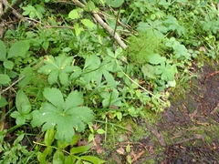 Sanicula marilandica