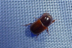 Aphodius