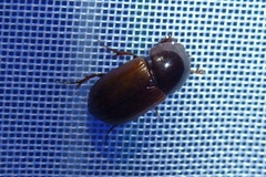 Aphodius