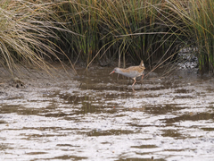 Rallus aquaticus