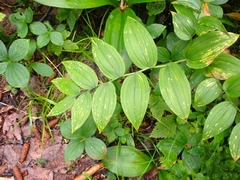 Streptopus lanceolatus