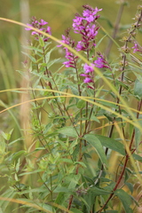 Lythrum virgatum