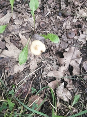 Pseudosperma sororium