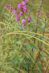 Lythrum virgatum