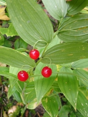 Streptopus lanceolatus