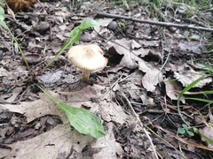 Pseudosperma sororium