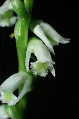 Spiranthes lacera gracilis