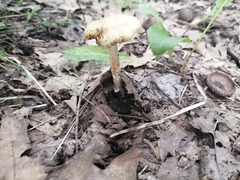 Pseudosperma sororium