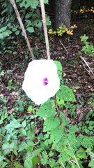 Ipomoea pandurata