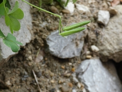 Oxalis dillenii