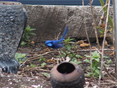 Malurus splendens splendens