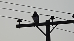 Geranoaetus melanoleucus