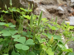 Oxalis dillenii