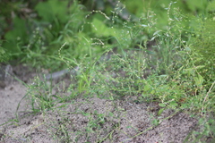 Polygonum arenastrum