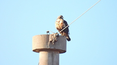 Geranoaetus melanoleucus
