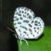 Forest Pierrot - Photo (c) hkmoths, some rights reserved (CC BY-NC-ND)