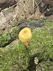 Pluteus chrysophlebius