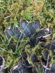 Peltigera praetextata