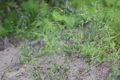 Polygonum arenastrum