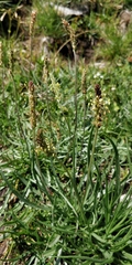 Plantago alpina