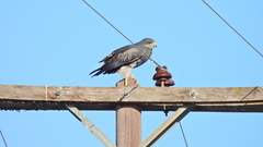 Geranoaetus melanoleucus