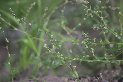 Polygonum arenastrum