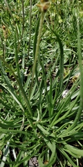 Plantago alpina