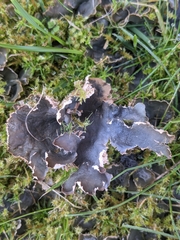 Peltigera praetextata