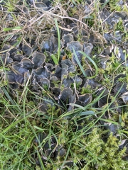 Peltigera praetextata